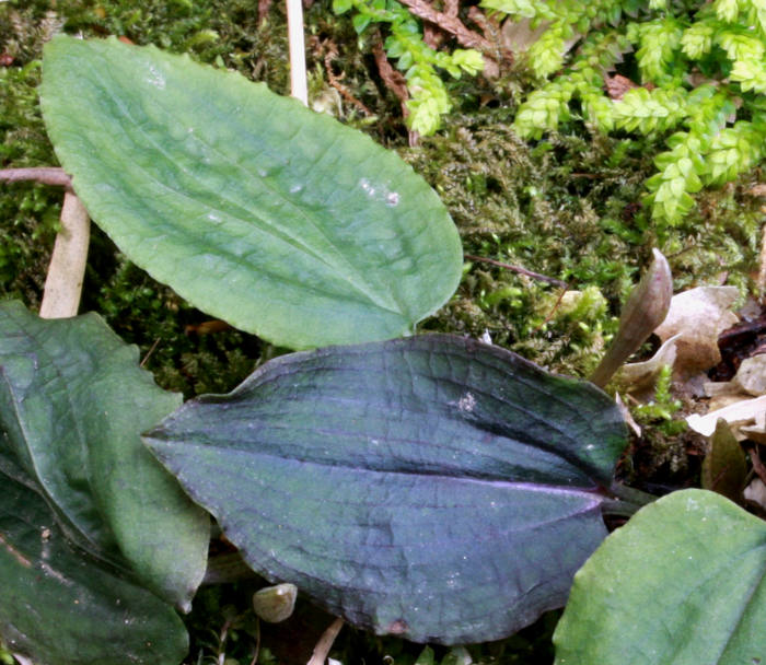 Calypso bulbosa leaves flower buds