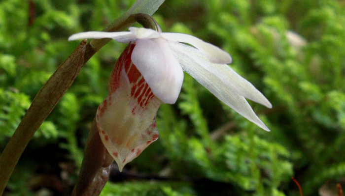 Calypso bulbosa alba flower