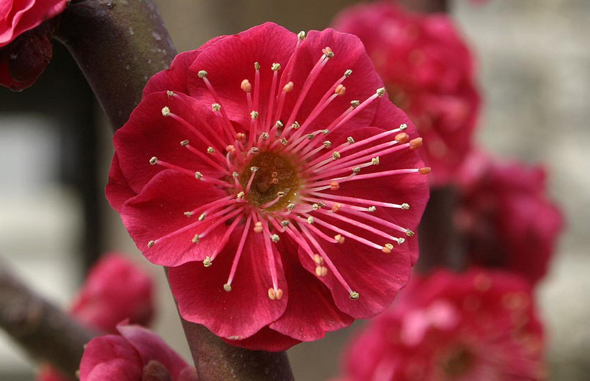 Red flowered form of Prunus mume
