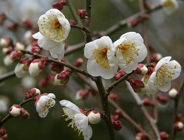 Prunus mume simple flower