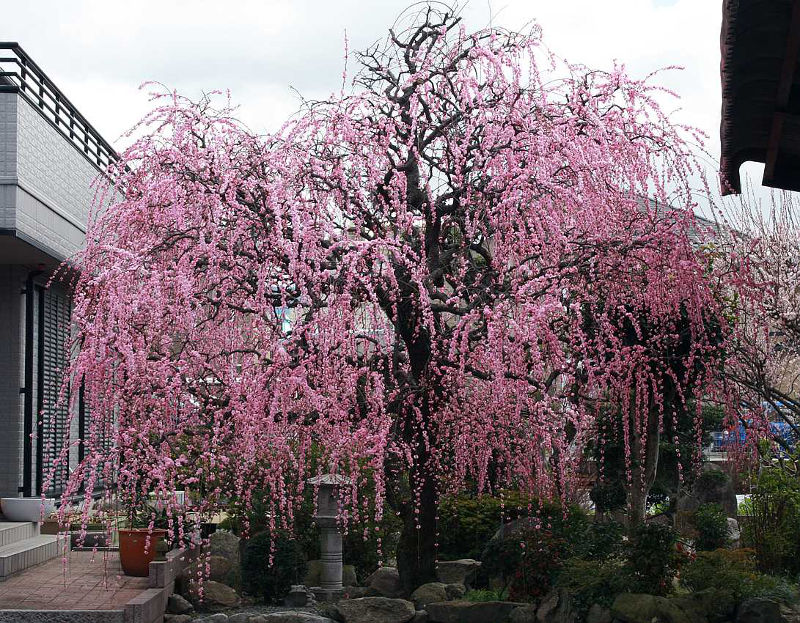 Weeping Prunus mume tree