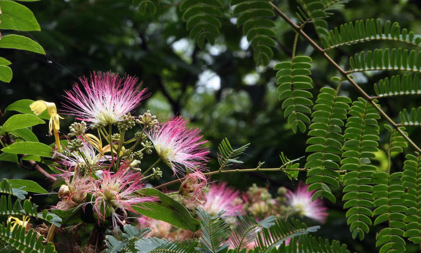 Flowering Mimosa Tree