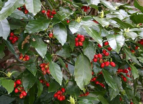 Aucuba japonica in berry