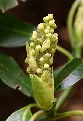 Aucuba japonica flower buds