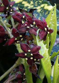 Aucuba japonica male flowers