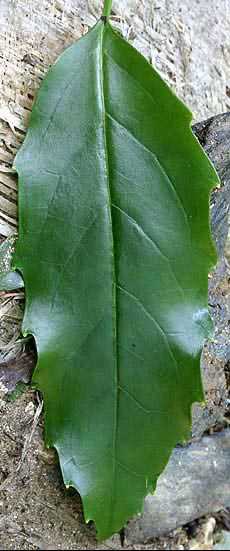 Aucuba japonica leaf