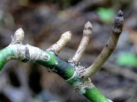 Aucuba aerial roots
