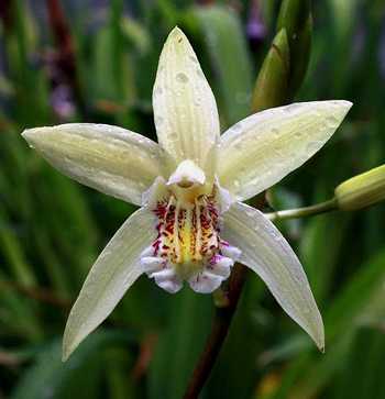 Bletilla ochracea flower