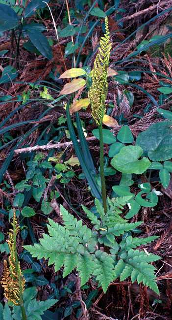 Botrychium japonicum adult