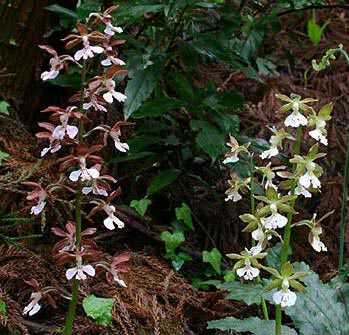 Calanthe discolor, dark and light colored forms