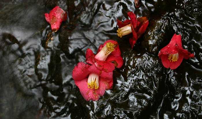 Fallen Camellia flowers