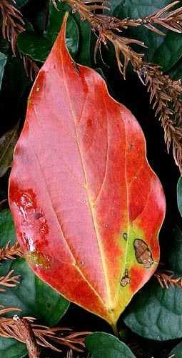 Camphor tree fallen leaf