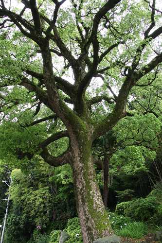 Adult Camphor Tree