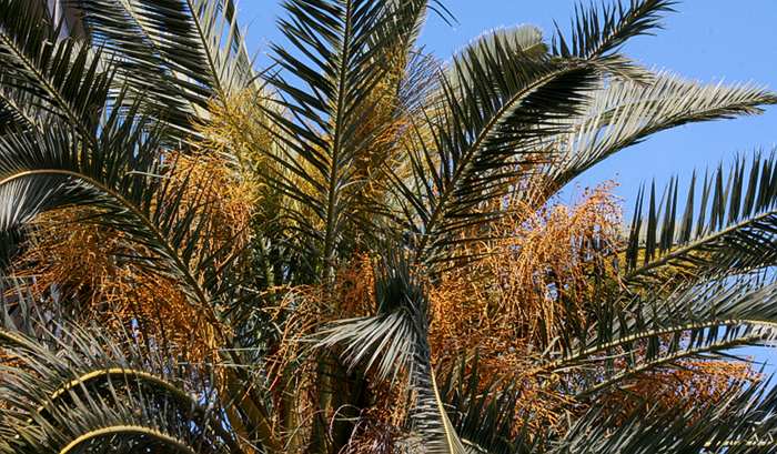 canary island date palm inflorescence