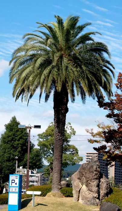 Canary Island date palm tree
