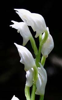 Cephalanthera erecta flowers