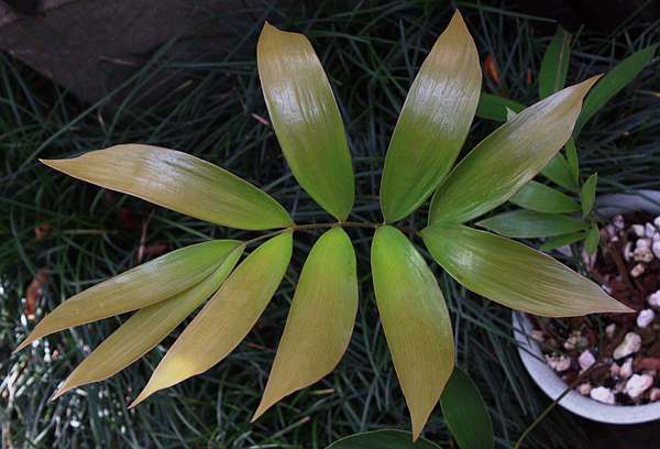 Ceratozamia robusta new frond