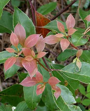 Cinnamomum camphora new leaves