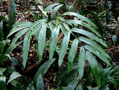 Coniogramme japonica plant