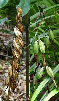 Cremastra appendiculata seed pods