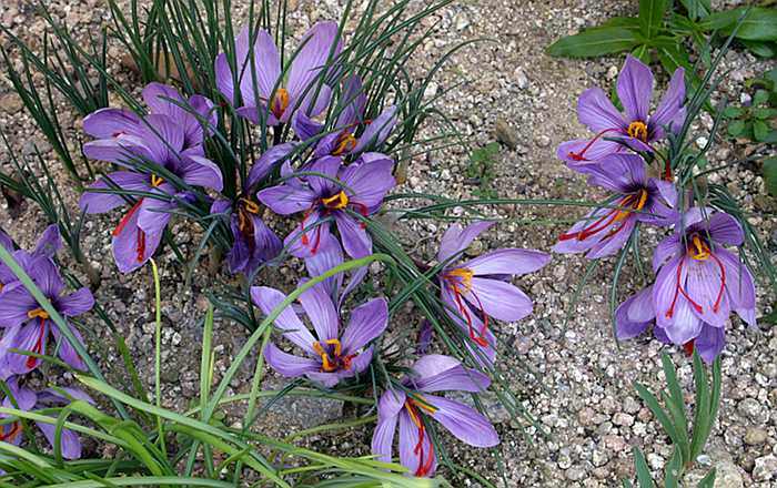 Crocus sativus clumps