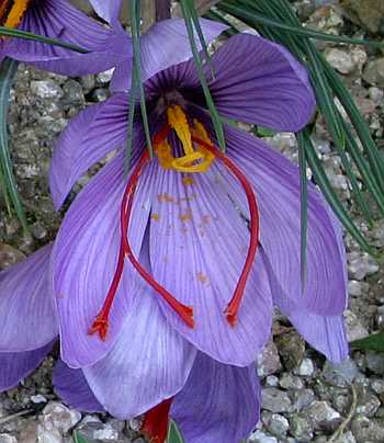 Crocus sativus flower
