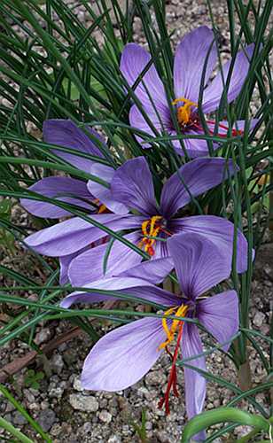 Crocus sativus flowers