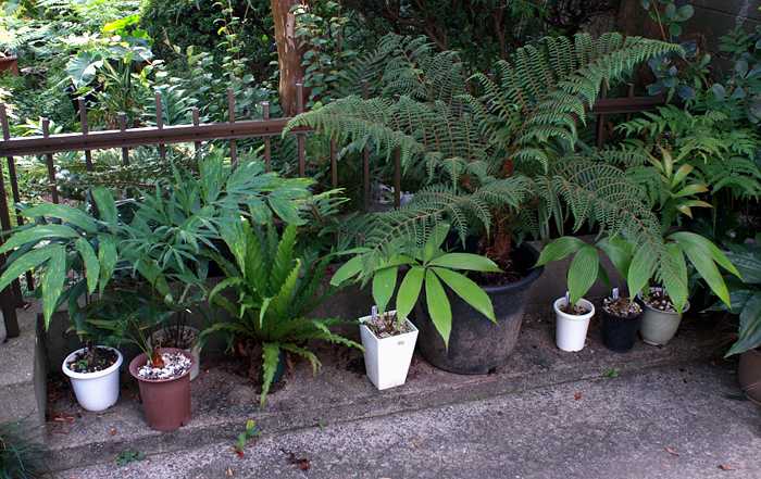 Cycad Collection