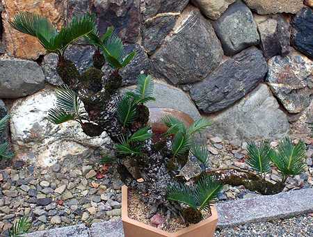 Cycas revoluta bonsai