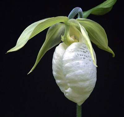 Cypripedium japonicum album flower