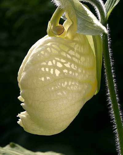 Cypripedium japonicum alba lip in sun