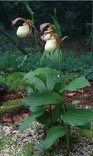 Cypripedium kentuckiense in garden