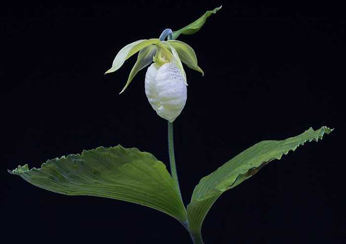 Cypripedium japonicum alba flowering plant
