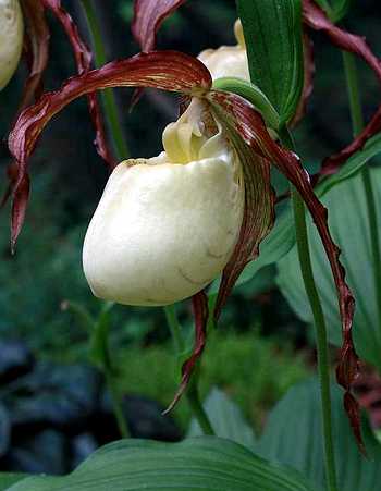 Cypripedium kentuckiense flower