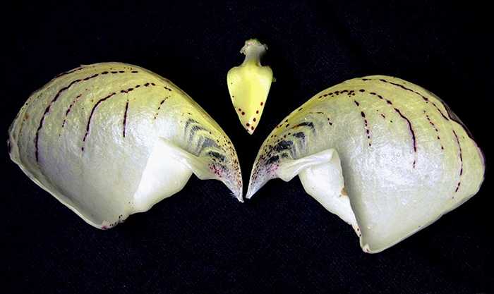Cypripedium kentuckiense lip and staminode
