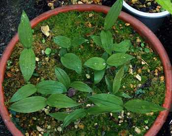 Cypripedium kentuckiense seedlings
