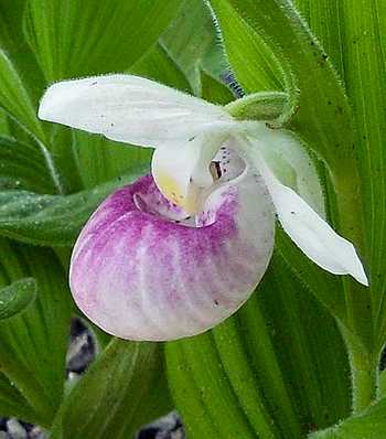 Cypripedium reginae typical flower