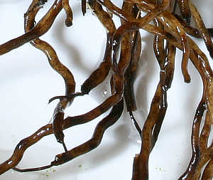 Sick Cypripedium roots