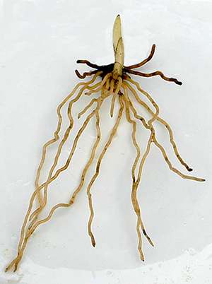 Cypripedium tibeticum root stock