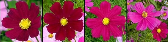 Cosmos red flowers