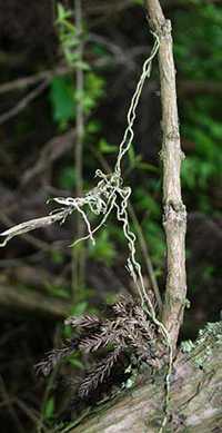 Thrixspermum japoncium dead