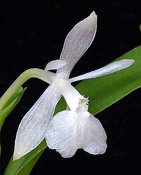 Epidendrum trialatum flower