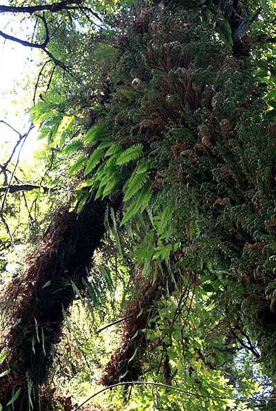 Epiphytic fern growth Kikuchi Gorge