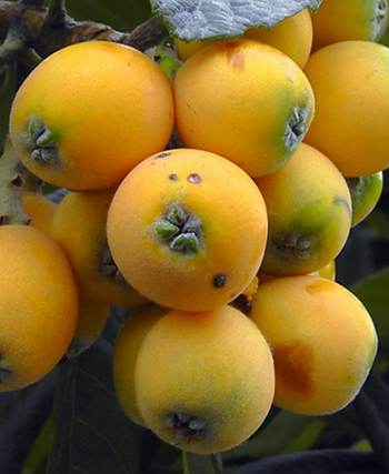 Loquat Fruits