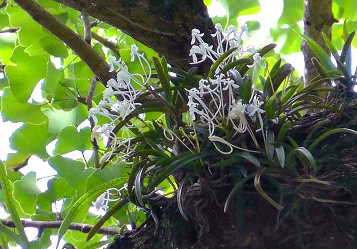 WIld fuuran flowering clump