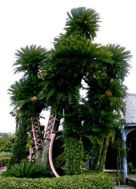 Giant Sago Palm Nagasaki