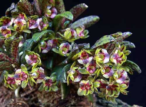 Gastrochilus matsuran flowering plant