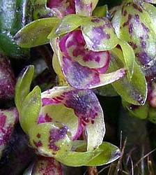 Gastrochilus matsuran flowers