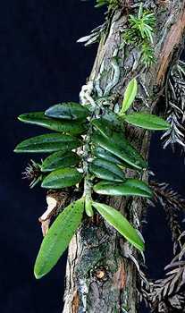 Gastrochilus matsuran plant