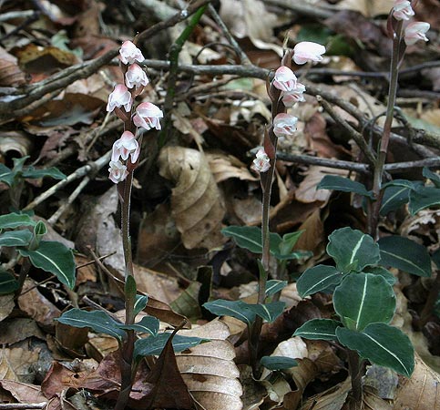Goodyera velutina plants in flower